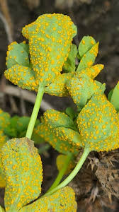 Attēlu rezultāti vaicājumam “Melampsora magnusiana”