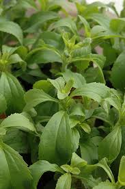 Image result for Stevia rebaudiana