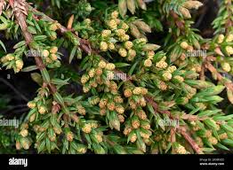 Attēlu rezultāti vaicājumam “Juniperus communis female flower”