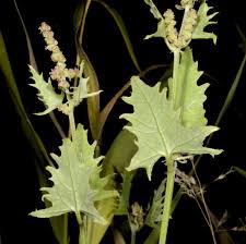 Attēlu rezultāti vaicājumam “Atriplex calotheca leaf”