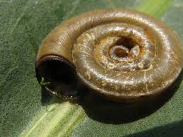 Attēlu rezultāti vaicājumam “Planorbis planorbis”