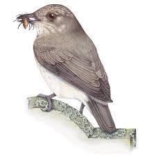 Attēlu rezultāti vaicājumam “Muscicapa striata”