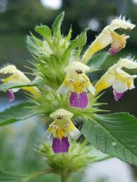 Attēlu rezultāti vaicājumam “Galeopsis speciosa flower”