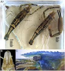 Attēlu rezultāti vaicājumam “Diderma crustaceum macro”