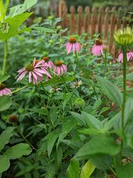 Attēlu rezultāti vaicājumam “Echinacea purpurea leaf”
