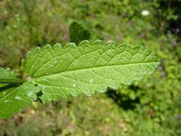 Attēlu rezultāti vaicājumam “Stachys officinalis leaf”