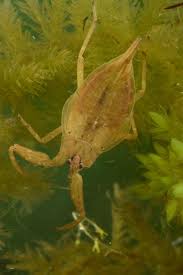 Attēlu rezultāti vaicājumam “Nepa cinerea”