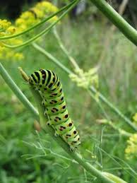 Attēlu rezultāti vaicājumam “Papilio machaon larva”