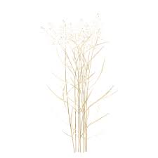 Attēlu rezultāti vaicājumam “Agrostis capillaris”