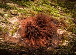 Attēlu rezultāti vaicājumam “Stemonitidaceae”