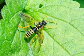 Attēlu rezultāti vaicājumam “Tenthredo scrophulariae”