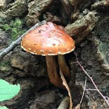 Attēlu rezultāti vaicājumam “Stropharia albocrenulata”