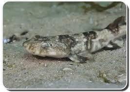 Image result for Haploblepharus edwardsii