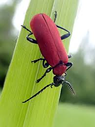 Attēlu rezultāti vaicājumam “Pyrochroa coccinea”