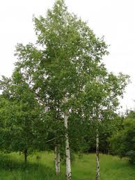 Attēlu rezultāti vaicājumam “Betula pendula”