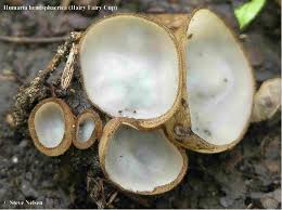 Attēlu rezultāti vaicājumam “Humaria hemisphaerica”