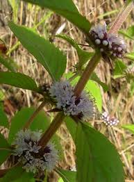 Attēlu rezultāti vaicājumam “Mentha arvensis flower”