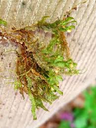 Attēlu rezultāti vaicājumam “Homalia trichomanoides”