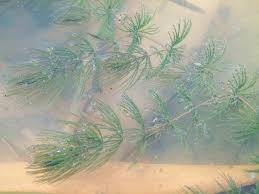 Attēlu rezultāti vaicājumam “Nitella sp.”