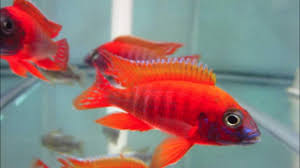 Attēlu rezultāti vaicājumam “Collaria rubens”