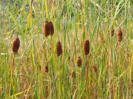 Attēlu rezultāti vaicājumam “Typhaceae”