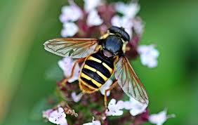 Attēlu rezultāti vaicājumam “Sericomyia silentis”