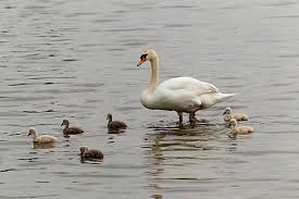 Attēlu rezultāti vaicājumam “Cygnus olor juvenile”