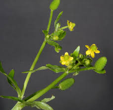 Attēlu rezultāti vaicājumam “Ranunculus sceleratus”