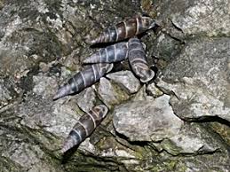 Attēlu rezultāti vaicājumam “Clausiliidae”