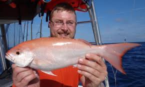 Image result for Rhomboplites aurorubens