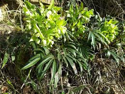 Image result for Nieswurz