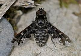 Attēlu rezultāti vaicājumam “Exoprosopa capucina”