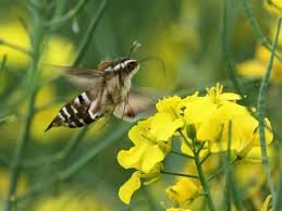 Attēlu rezultāti vaicājumam “Hyles gallii imago”