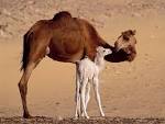 Dromedary Camels in Egypt | TripAdvisor