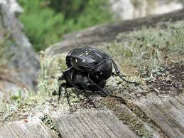 Attēlu rezultāti vaicājumam “Gnorimus variabilis”