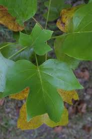 Attēlu rezultāti vaicājumam “Liriodendron tulipifera leaf”