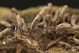 Attēlu rezultāti vaicājumam “Stemonitopsis typhina spores”