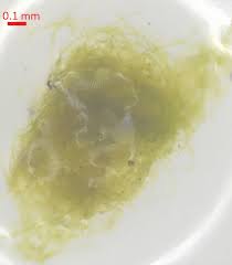 Attēlu rezultāti vaicājumam “Homalia trichomanoides sporophyte”