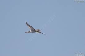 Attēlu rezultāti vaicājumam “Tringa totanus adult”