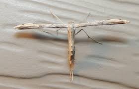 Attēlu rezultāti vaicājumam “Adaina microdactyla”