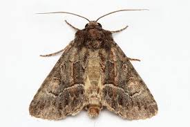 Attēlu rezultāti vaicājumam “Thalpophila matura”