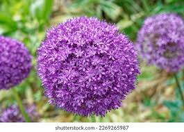 Image result for Zierlauch