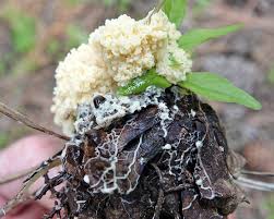 Attēlu rezultāti vaicājumam “Didymium spongiosum spores”