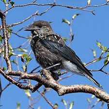 Image result for Nucifraga caryocatactes