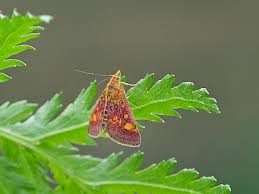 Attēlu rezultāti vaicājumam “Pyrausta aurata”