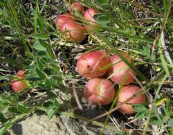 Attēlu rezultāti vaicājumam “Astragalus arenarius fruit”