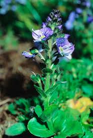 Attēlu rezultāti vaicājumam “Veronica serpyllifolia”