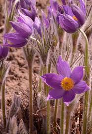 Image result for Kuhschelle