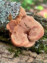 Attēlu rezultāti vaicājumam “Hapalopilus nidulans”