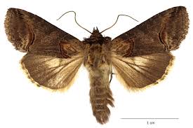 Attēlu rezultāti vaicājumam “Abrostola triplasia”